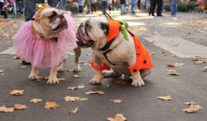 Des costumes d'Halloween pour votre chien ou votre chat