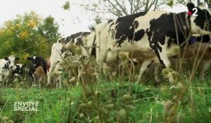 AOP : des fromages à la chaîne