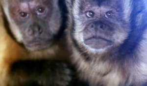 Zoo d'Amnéville : le singe capucin d'Hayange va mieux