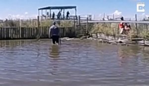 Un étudiant s'amuse à marcher dans l'eau avec des crocodiles et va vite le regretter