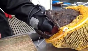 Un pecheur se retrouve la main coincée dans la gueule d'un poisson terrifiant