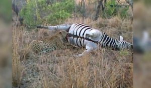 Ce léopard va vite comprendre qu'il ne faut pas dévorer un zèbre en décomposition