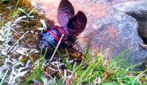 Un randonneur filme un insecte très rare, le magnifique  Mountain Katydid