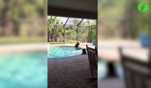 2 ours viennent se baigner dans la piscine de ces touristes