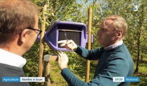 Agriculture : louer des abeilles pour de meilleurs rendements