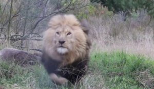 Ce photographe animalier va avoir la peur de sa vie en photographiant ce lion