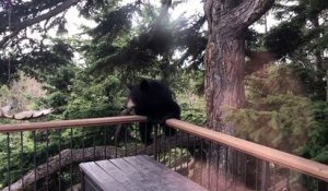 Quand un ours s'invite sur le balcon de ta maison