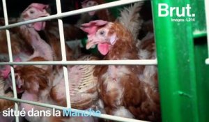 Nouvelle vidéo choc d'un élevage de poule français