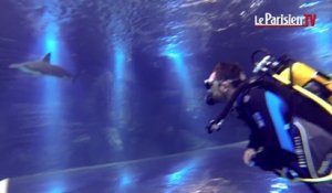 Nausicaà : plongée dans le plus grand aquarium d'Europe