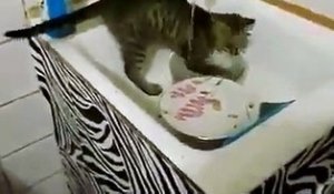 Un chat qui fait la vaisselle... Pratique