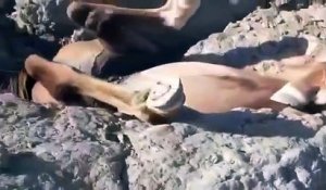 Deux hommes libèrent un poulain coincé entre des rochers !