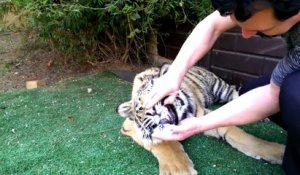 Arracher une dent de lait à un tigre ce n'est pas simple