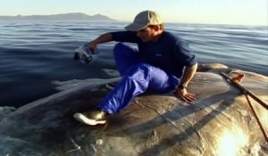 Un chercheur observe les grands requins blancs assit sur la carcasse d'une baleine