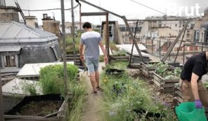Un jardin potager expérimental sur les toits d'AgroParisTech