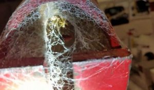 Des ouvriers nourrissent une araignée depuis plus d'un an... Araignée de compagnie