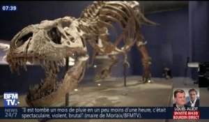Un T-Rex quasi complet est à découvrir tout l'été au Muséum d'histoire naturelle de Paris