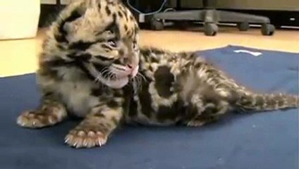 Rugissement D Un Bebe Leopard Tellement Mignon Sur Orange Videos
