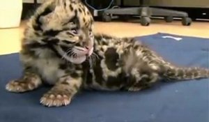 Rugissement.. d'un bébé léopard !! Tellement mignon...