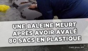 Une baleine meurt après avoir avalé 80 sacs en plastique