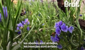 L’artiste Gad Weil transforme la place de la République à Paris en havre de la biodiversité