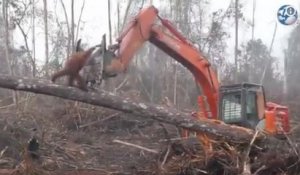 Un orang-outan attaque un bulldozer