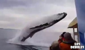 Une baleine saute hors de l'eau sous les yeux de touristes ébahit