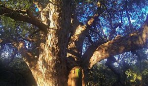 Les Baobabs africains meurent de façon "spectaculaire"