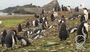 Antarctique : les scientifiques tirent la sonnette d'alarme