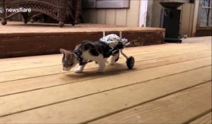 Un adorable chaton paralysé se déplace grâce à des roulettes