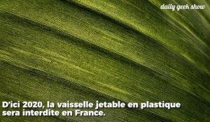 De la vaisselle jetable et recyclable à partir de végétaux