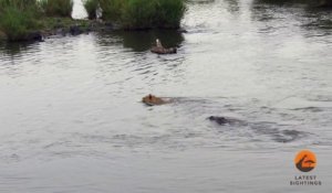 Un crocodile prend en chasse une lionne qui va s'en sortir miraculeusement