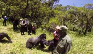 Très grosse frayeur pour cette touriste mise à terre par un énorme gorille