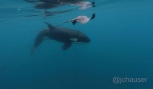 Une orque donne un coup de queue à une raie