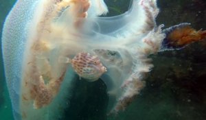 Un poisson se réfugie dans une méduse pour se protéger des prédateurs