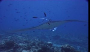 La Raie manta, géant de l'océan