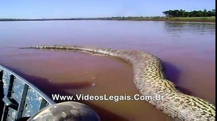Des Biologistes Bresiliens Ont Filme Le Plus Gros Anaconda Du Monde Sur Orange Videos