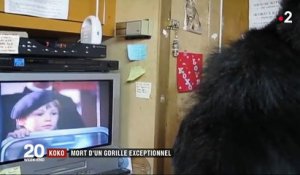 Koko : mort d'un gorille exceptionnel