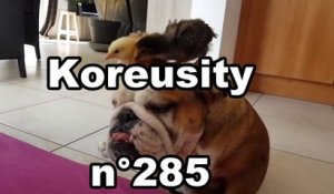 Koreusity n°285