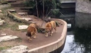 Un lion ne fait pas attention et tombe dans l'eau !