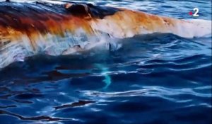 Les images incroyables de requins qui dévorent la carcasse d'une baleine