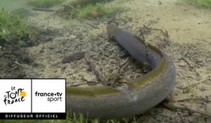 Tour de France 2018 : Zoom sur l'anguille une spécialité de Vendée !