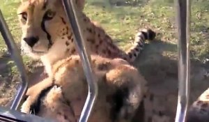 Quand un guépard miaule comme un chat