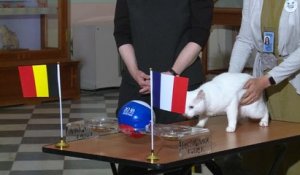 CdM 2018 - Entre France et Belgique, Achille le chat a fait son choix