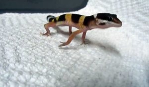 Ce petit lézard Gecko pousse un cri impressionnant
