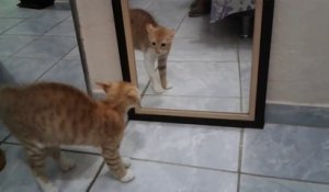 Un chat se chie dessus en se voyant dans le miroir