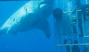 Un plongeur parvient à toucher un grand requin blanc énorme