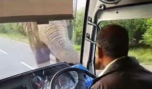 Sri Lanka : Un éléphant gourmand arrache de la nourriture depuis un bus !