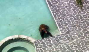 Un ours surpris en pleine baignade dans une piscine familiale