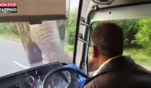 Sri Lanka : un éléphant vole des bananes dans un bus avec sa trompe (vidéo)