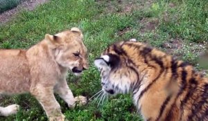 Quand un bébé lion et un bébé tigre jouent ensemble... Adorable
